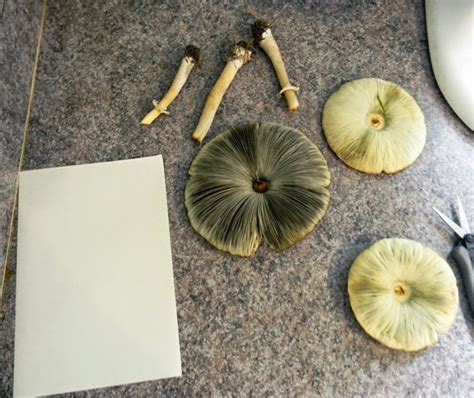 how to make a spore print and why mushrooms are the best friends of forests